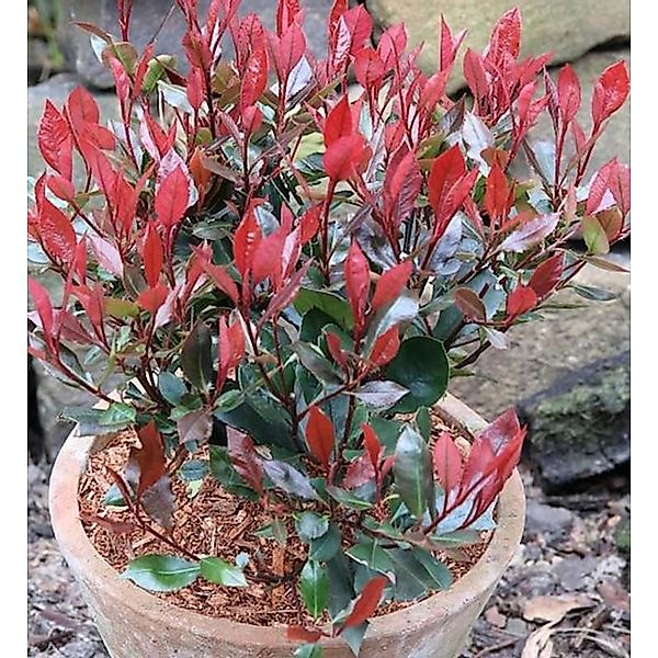 Glanzmispel Little Red Robin 80-100cm - Photinia fraseri günstig online kaufen