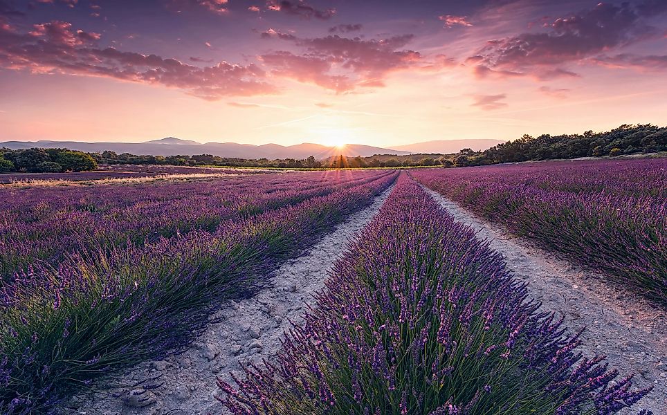 Sanders & Sanders Fototapete Lavendellandschaft Pastellviolett 450 x 280 cm günstig online kaufen