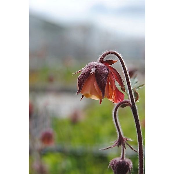 Geum Rivale Bachnelkenwurz Ca. 9x9 cm Topf günstig online kaufen