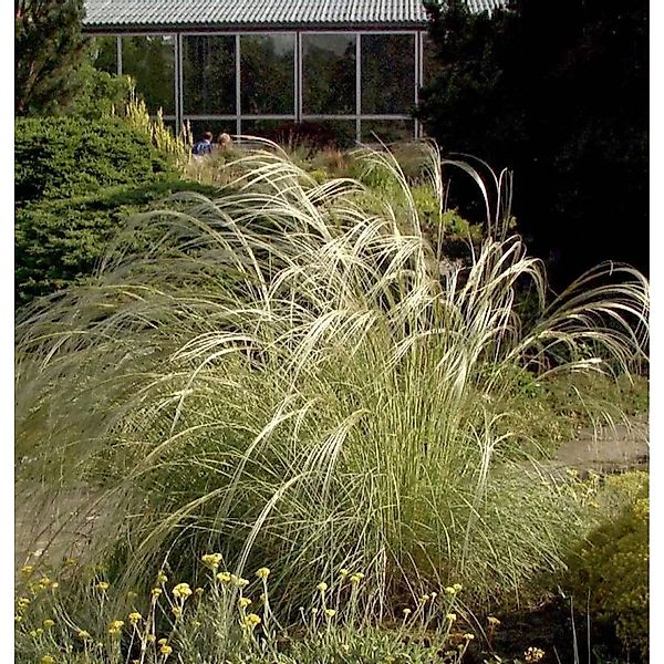 Peruanisches Federgras - Stipa ichu günstig online kaufen