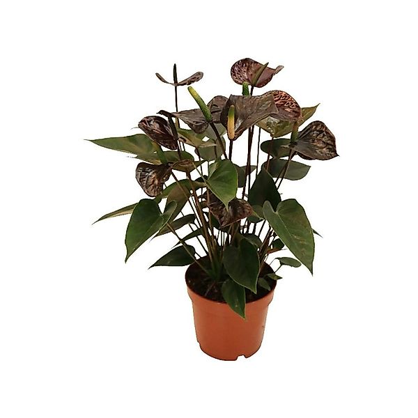 Exotenherz Anthurium Andreanum Black Karma mit Schwarzer Blüte im 12cm Topf günstig online kaufen