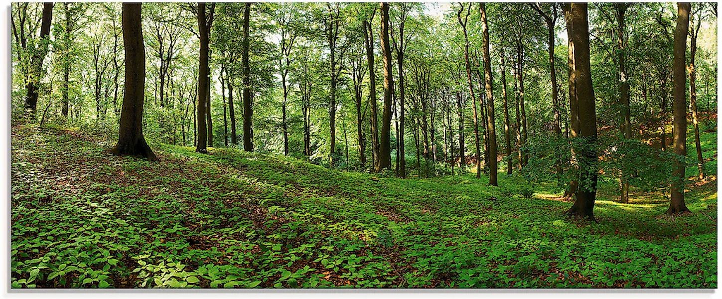 Artland Glasbild "Panorama von einem grünen Sommerwald" Wald 1 Stk. tlg. in günstig online kaufen