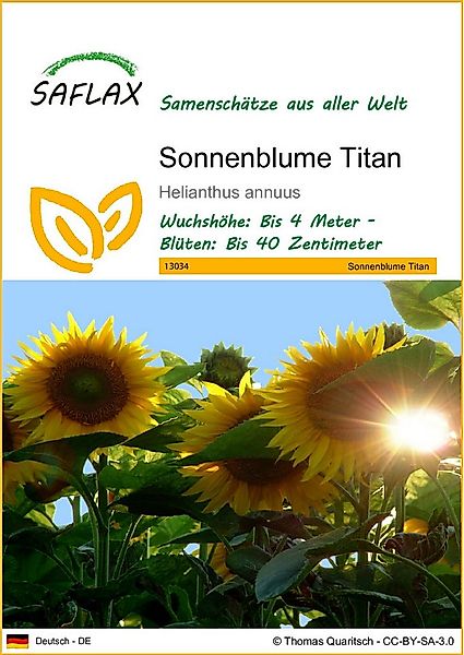 SAFLAX Blumensamen SAFLAX - Samen - Sonnenblume Titan günstig online kaufen