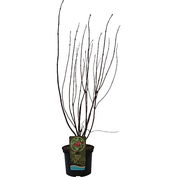 GROW by OBI Weigelie Bristol Ruby Rot Höhe ca. 60 - 80 cm Topf ca. 5, günstig online kaufen