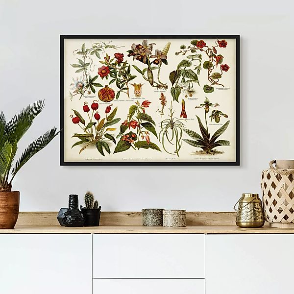Bild mit Rahmen Küche - Querformat Vintage Lehrtafel Tropische Botanik II günstig online kaufen