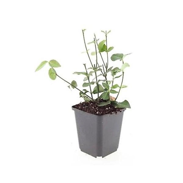 Exotenherz Bodendecker Purpur Kriechspindel Euonymus Fortunei Coloratus 9cm günstig online kaufen