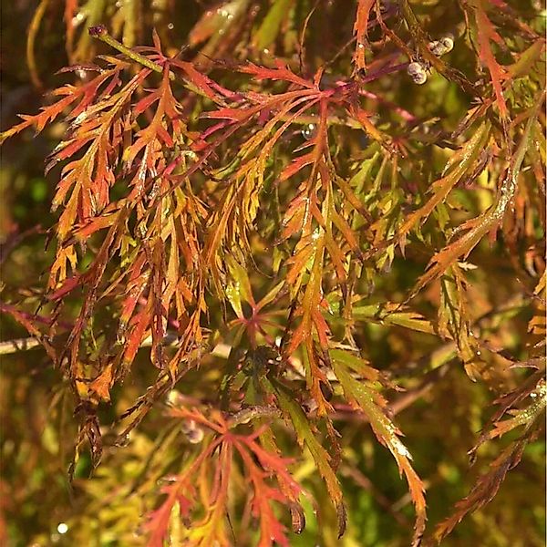 Hochstamm Fächerahorn Demi-Sec 80-100cm - Acer palmatum günstig online kaufen