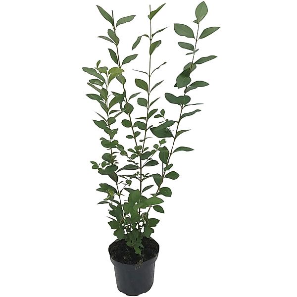 Ovalblättriger Liguster Set à 150 Stück Höhe ca. 60 - 80 cm Topf ca. 3 l günstig online kaufen