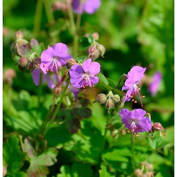 Storchenschnabel Cambridge - Geranium cantabrigiense günstig online kaufen