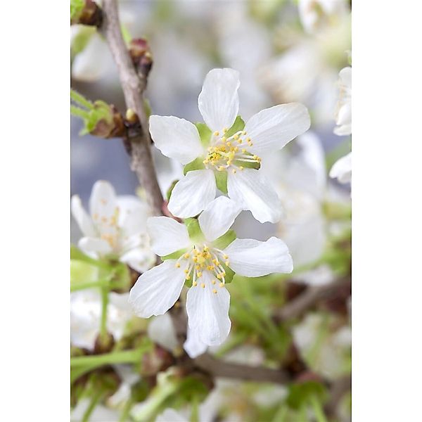 Prunus Incisa Kojou-No-Mai Zierkirsche 150 cm Stammhöhe Zartrosa günstig online kaufen