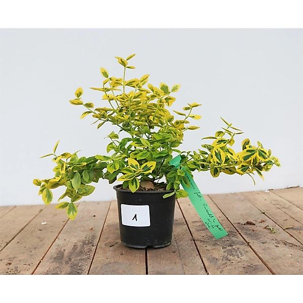 Euonymus Fortunei Emeraldn Gold Spindelstrauch Gelb-Grün 15–20 cm günstig online kaufen