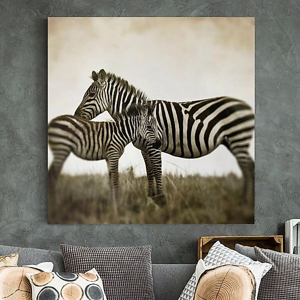 Leinwandbild Tiere - Quadrat Zebrapaar günstig online kaufen