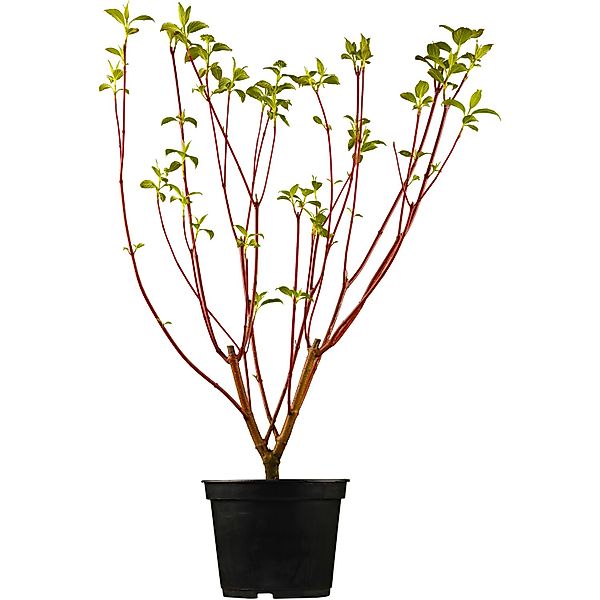 OBI Rotholz-Hartriegel Sibirica Höhe ca. 50 - 60 cm Topf ca. 3,5 l Cornus günstig online kaufen