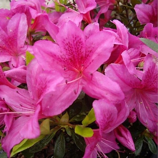 Japanische Azalee Purple Splendor 20-25cm - Rhododendron obtusum - Zwerg Al günstig online kaufen