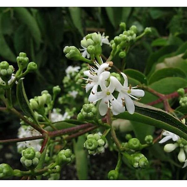 Sieben Söhne des Himmels Strauch 40-60cm - Heptacodium miconioides günstig online kaufen