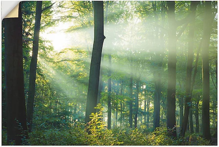 Artland Wandfolie »Licht im Wald«, Waldbilder, (1 St.), selbstklebend günstig online kaufen