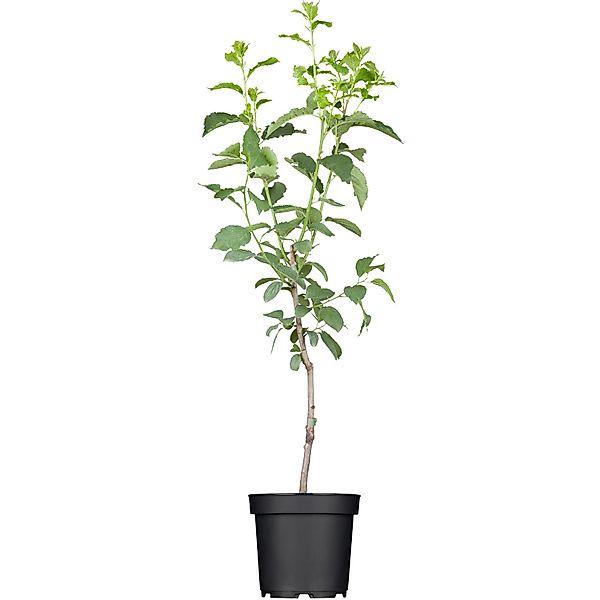 GROW by OBI Bio Pflaume The Czar Blau Höhe ca. 120 - 140 cm Topf ca. 7, günstig online kaufen