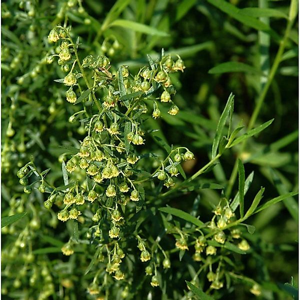 Deutscher Estragon - Artemisia dracunculus günstig online kaufen