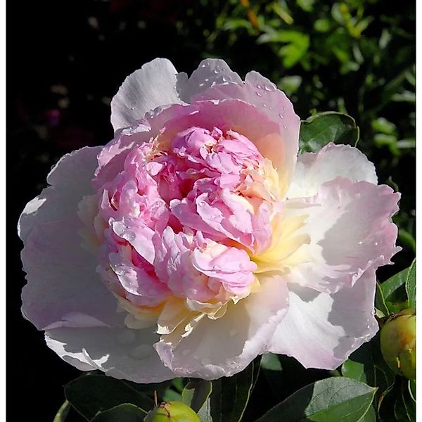Edelpfingstrose Sorbet - Paeonia,actiflora günstig online kaufen
