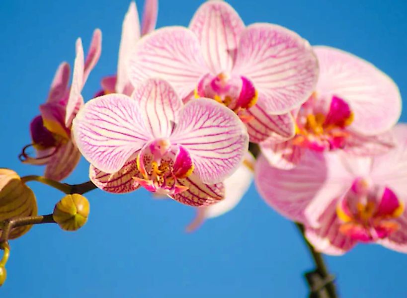 Papermoon Fototapete »Pink Phalaenopsis Orchid« günstig online kaufen
