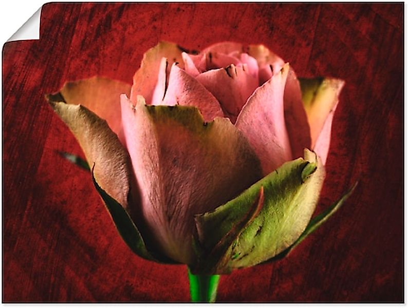 Artland Poster »Rosa Rose«, Blumen, (1 St.), als Leinwandbild, Wandaufklebe günstig online kaufen