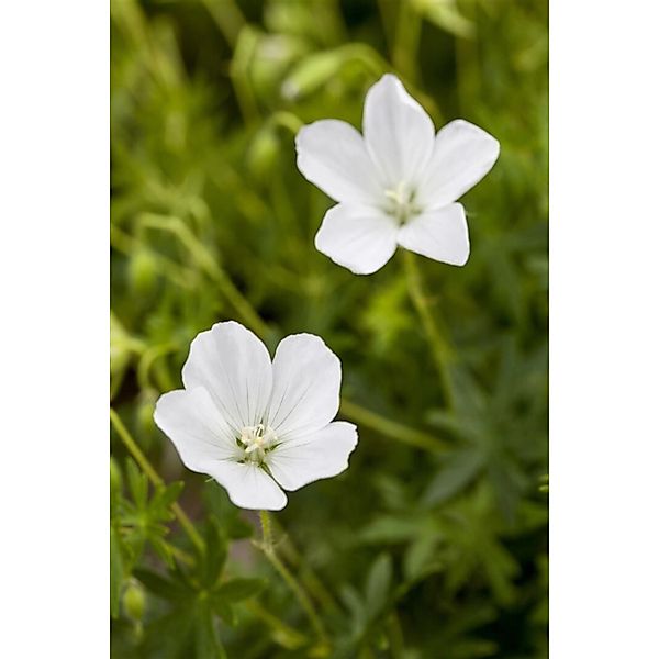Geranium Sanguineum Album Blutstorchschnabel Ca. 9x9 cm Topf günstig online kaufen