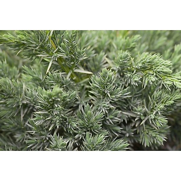 Juniperus Squamata Meyeri Blauer Zwergwacholder 70–80 cm günstig online kaufen