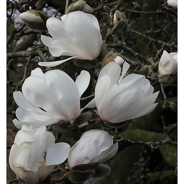 Sternmagnolie Merrill 60-80cm - Magnolia,oebneri günstig online kaufen