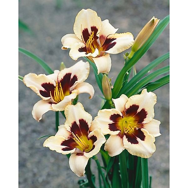 Hemerocallis X Cult. Moonlit Masquerade Taglilie Ca. 11x11 cm Topf günstig online kaufen