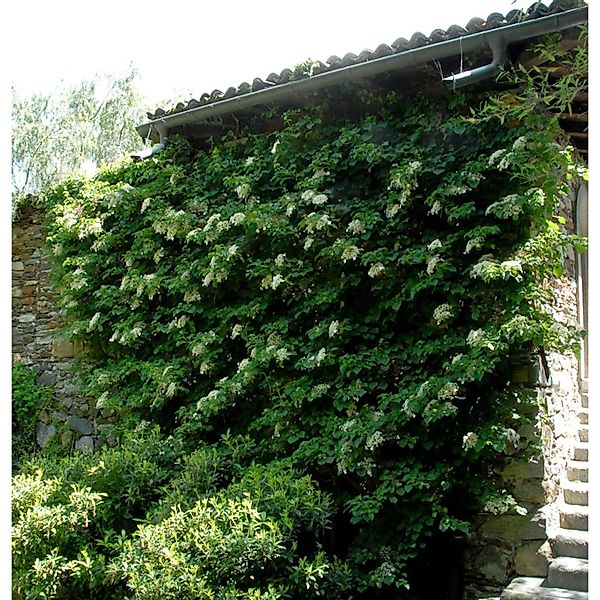 Kletter Hortensie 125-150cm - Hydrangea petiolaris günstig online kaufen