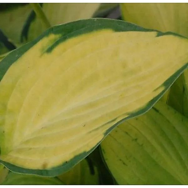 Funkie Pauls Glory - Hosta cultorum günstig online kaufen