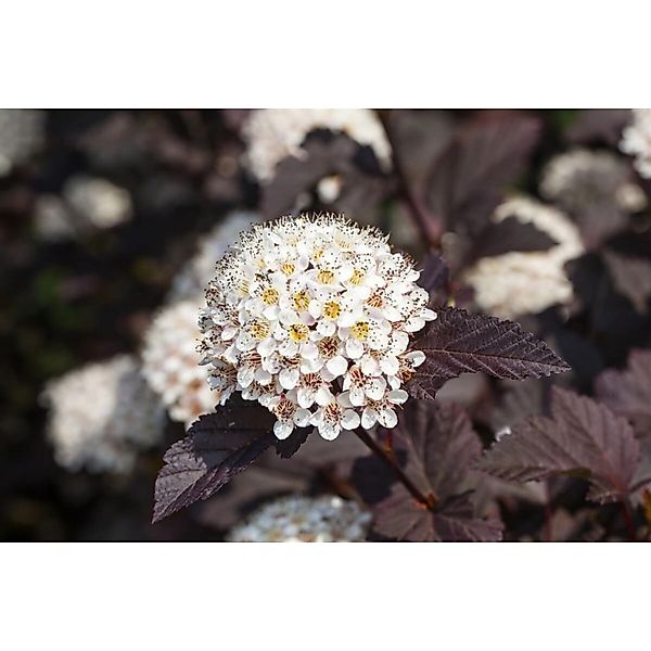 Physocarpus Opulifolius Summer Wine Blasenspiere 60–80 cm günstig online kaufen