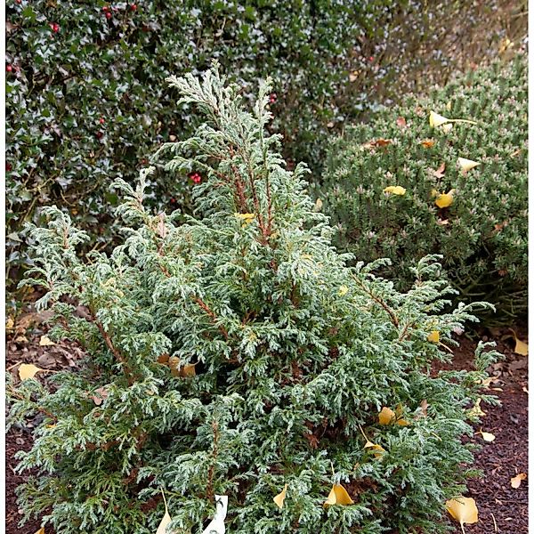 Zwerg Silberzypresse Baby Blue 15-20cm - Chamaecyparis pisifera günstig online kaufen