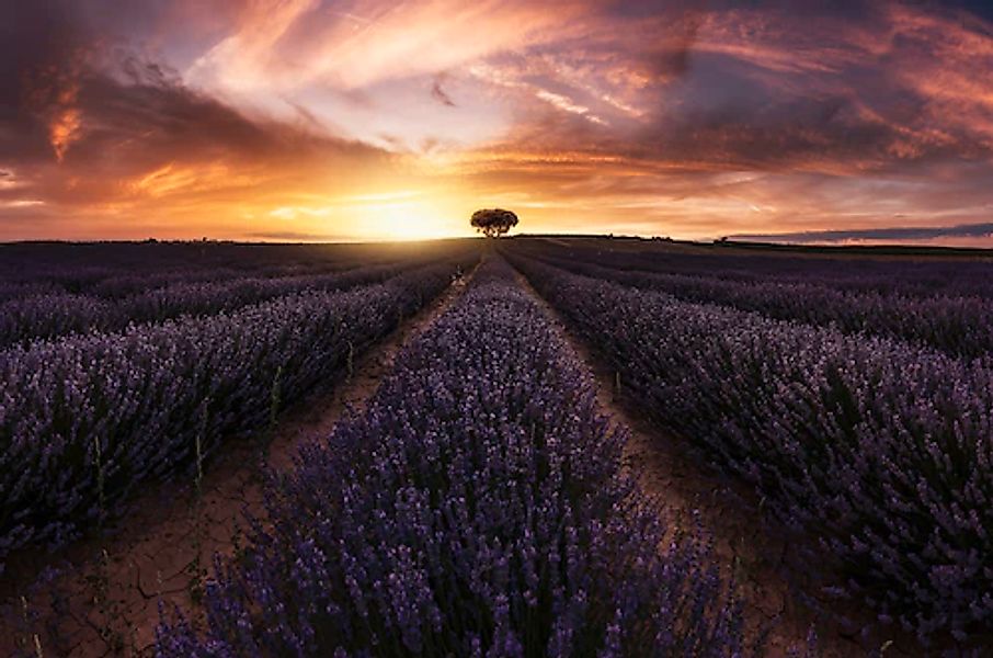 Papermoon Fototapete »Photo-Art JORGE RUIZ DUESO, LAVENDEL-SONNENUNTERGANG« günstig online kaufen