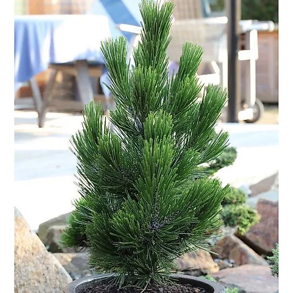 Zwerg Schlangenhautkiefer Little Dracula 30-40cm - Pinus,eucodermis günstig online kaufen