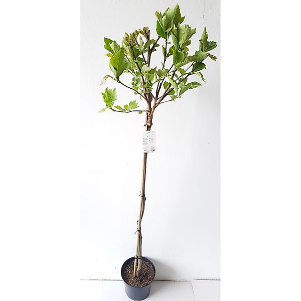 Pflanzen-Boering Platanus Alphens Globe-Stämmchen Kugelplatane Gesamthöhe 1 günstig online kaufen
