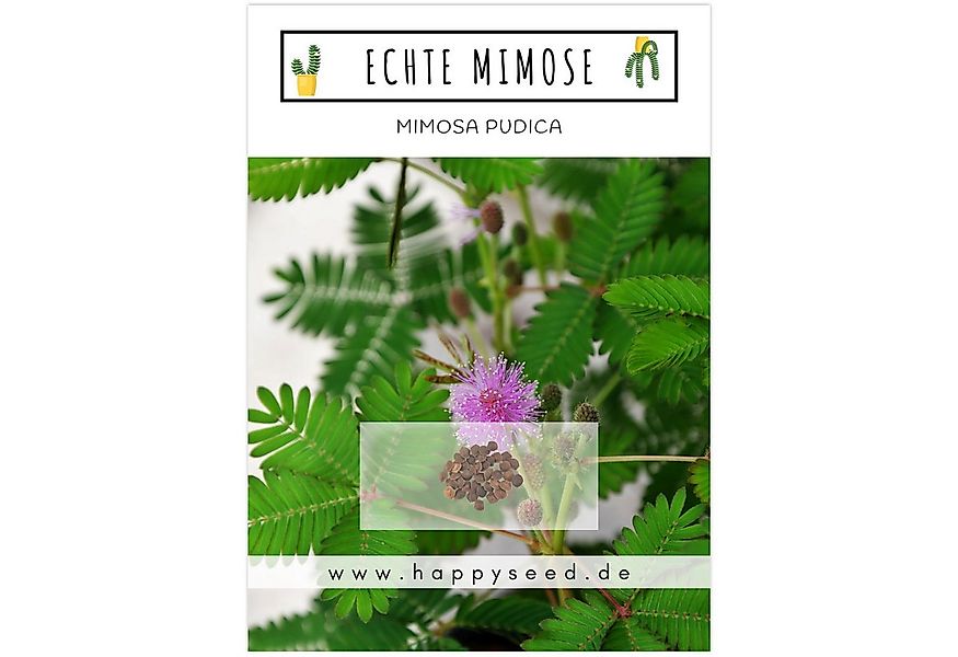 HappySeed Blumensamen Echte Mimose Samen - Mimosa Pudica, Blumen günstig online kaufen