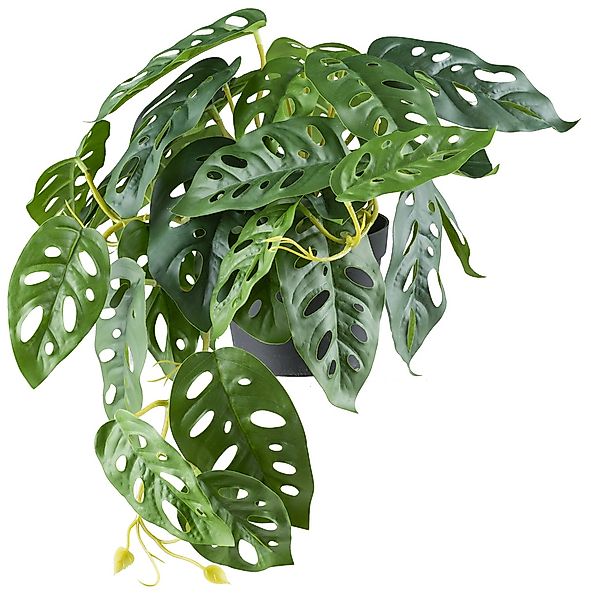 Kunstpflanze Monstera adesonii, Creativ green, Höhe günstig online kaufen