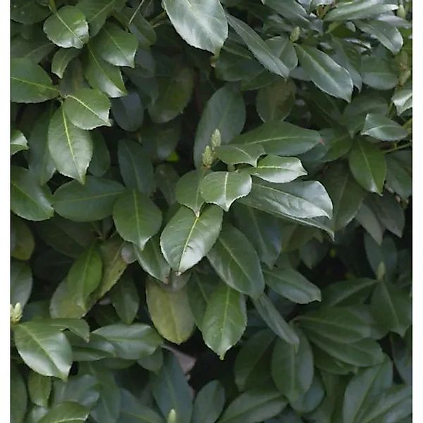 Hochstamm Lorbeerkirsche Etna 100-125cm - Prunus,aurocerasus günstig online kaufen