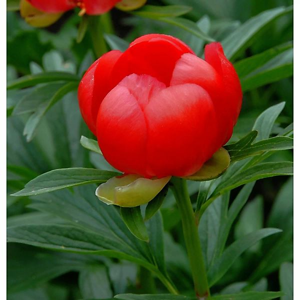 Balkan Pfingstrose Otto Froebel - Paeonia peregrina günstig online kaufen