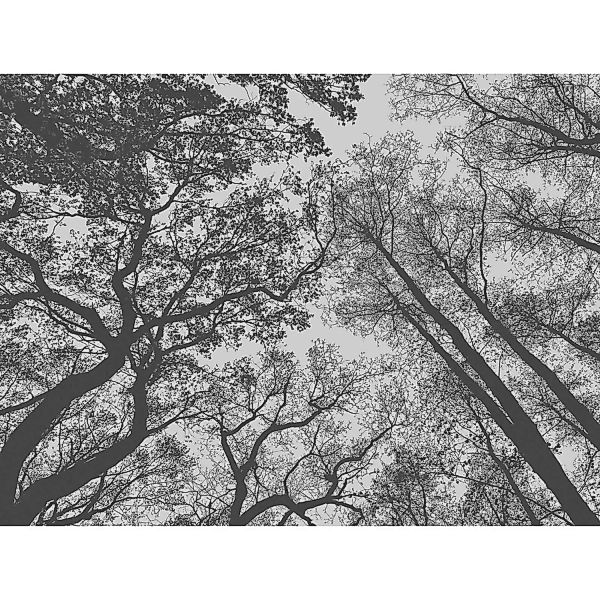 Bricoflor Fototapete Mit Baumkronen Im Himmel Wald Tapete Schwarz Weiß Für günstig online kaufen
