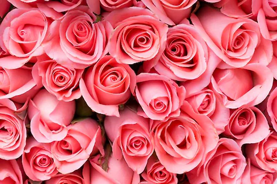 Papermoon Fototapete »Pink Rose Flowers« glatt günstig online kaufen