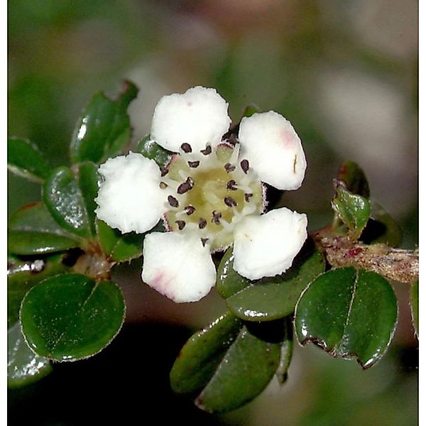 Hochstamm Immergrüne Kissenmispel 80-100cm - Cotoneaster microphyllus günstig online kaufen