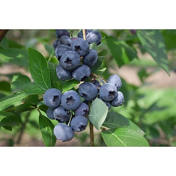 Vaccinium Corymbosum Elliot Heidelbeere 25–30 Cm günstig online kaufen