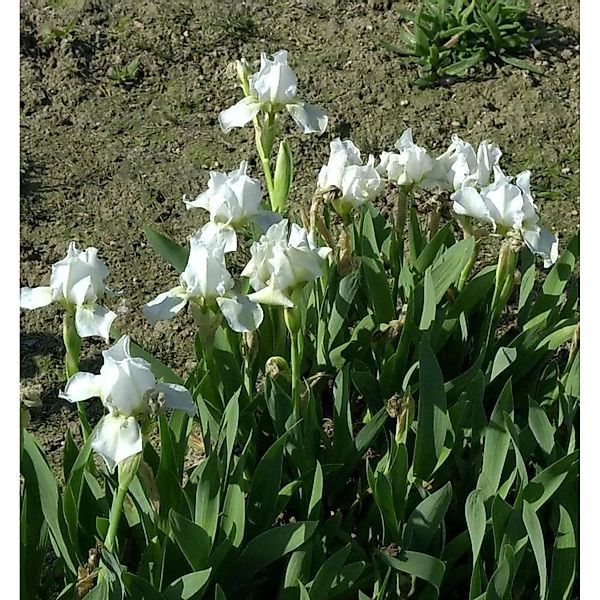 Zwergschwertlilie Lilly White - Iris barbata nana günstig online kaufen