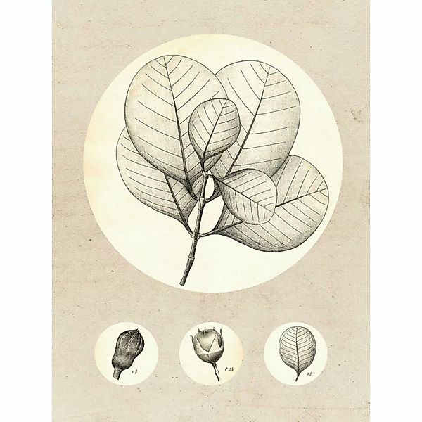 Komar Wandbild Transparent Leaf Pflanzen B/L: ca. 30x40 cm günstig online kaufen