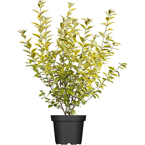 GROW by OBI Gold-Liguster Aureum Höhe ca. 30 - 40 cm Topf ca. 3 l Ligustrum günstig online kaufen