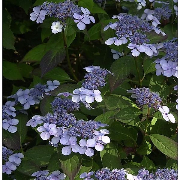 Teller Hortensie Bluebird 60-80cm - Hydrangea serrata günstig online kaufen