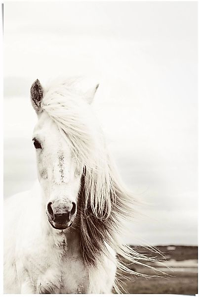 Reinders Poster "Poster Weißes Pferd" Pferde 1 Stk. tlg. günstig online kaufen