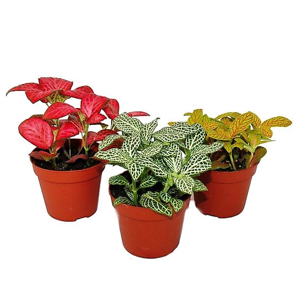Exotenherz Zimmerpflanze Set mit 3 verschiedenfarbige Fittonia -Pflanze 9cm günstig online kaufen